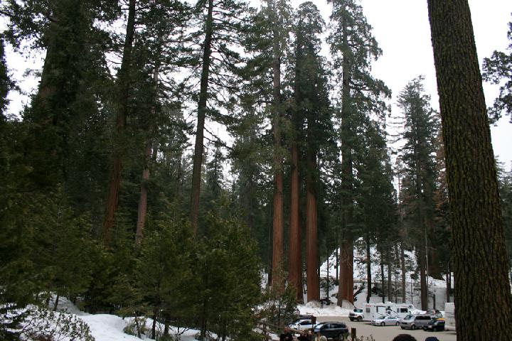 20-Sequoia 0028.JPG